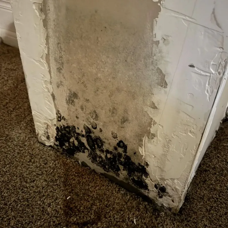 Professional Mold Removal in Estancia, NM